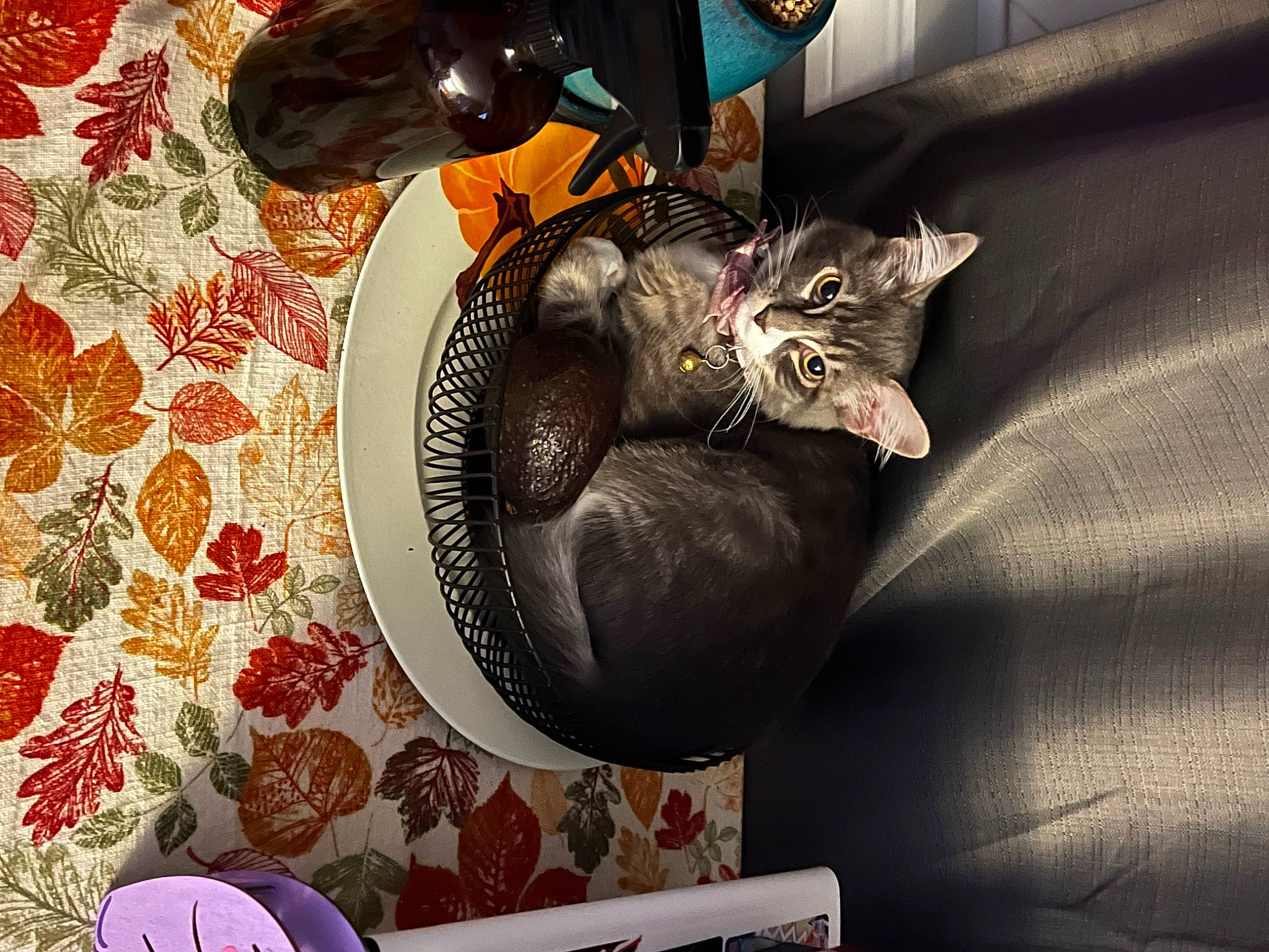 Jasmine joined the competition — help win amazing prizes! black_cat, bombay, carnivore, cat, cat_bed, comfort, dishware, domestic_short_haired_cat, felidae, fur, grey, linens, pattern, plate, platter, serveware, small_to_medium_sized_cats, tablecloth, tableware, whiskers