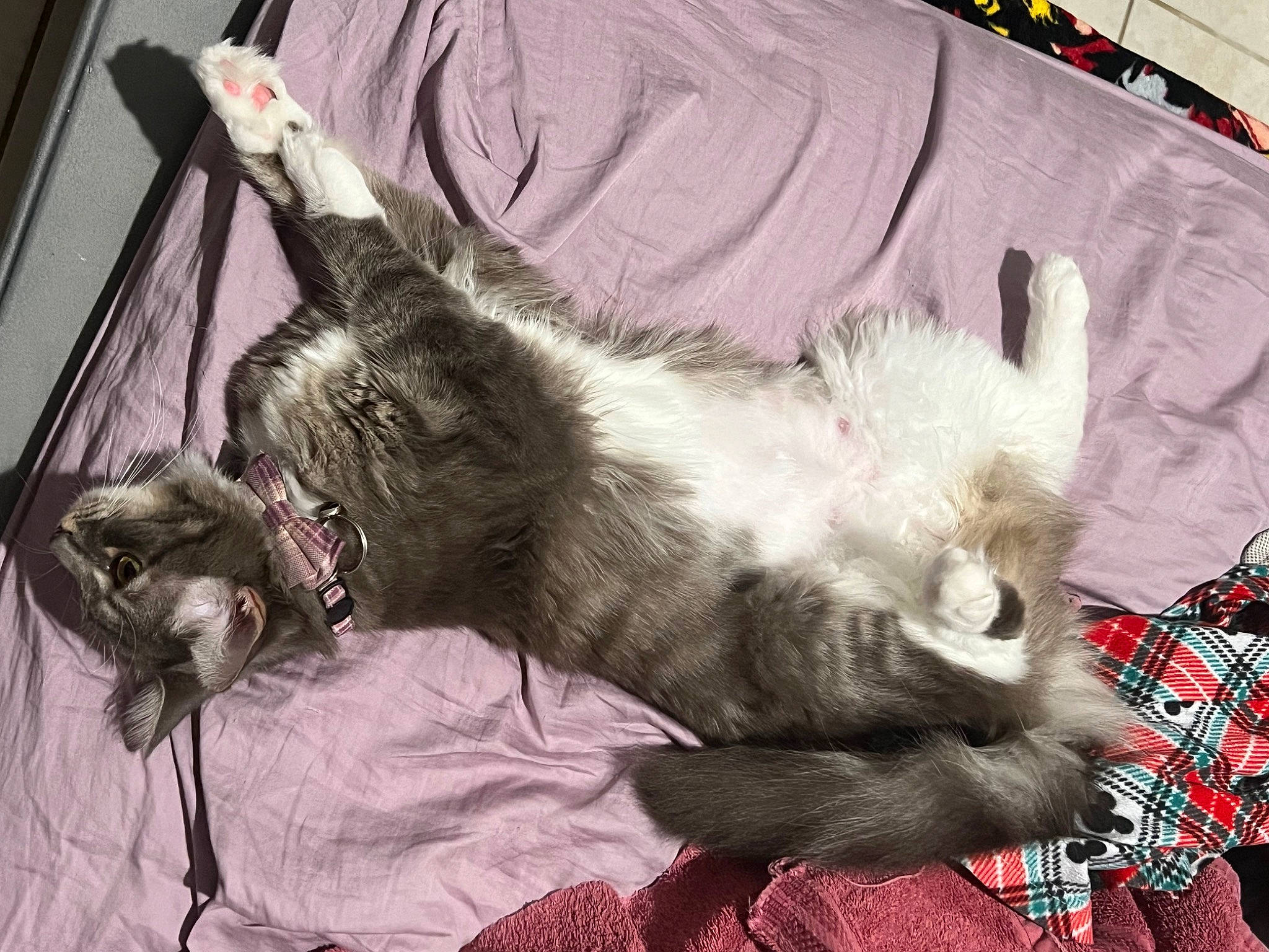 Jasmine joined the competition — help win amazing prizes! canidae, carnivore, cat, claw, comfort, companion_dog, dog_breed, domestic_short_haired_cat, felidae, fur, grey, nap, pattern, paw, plaid, small_to_medium_sized_cats, sporting_group, tail, tartan, whiskers