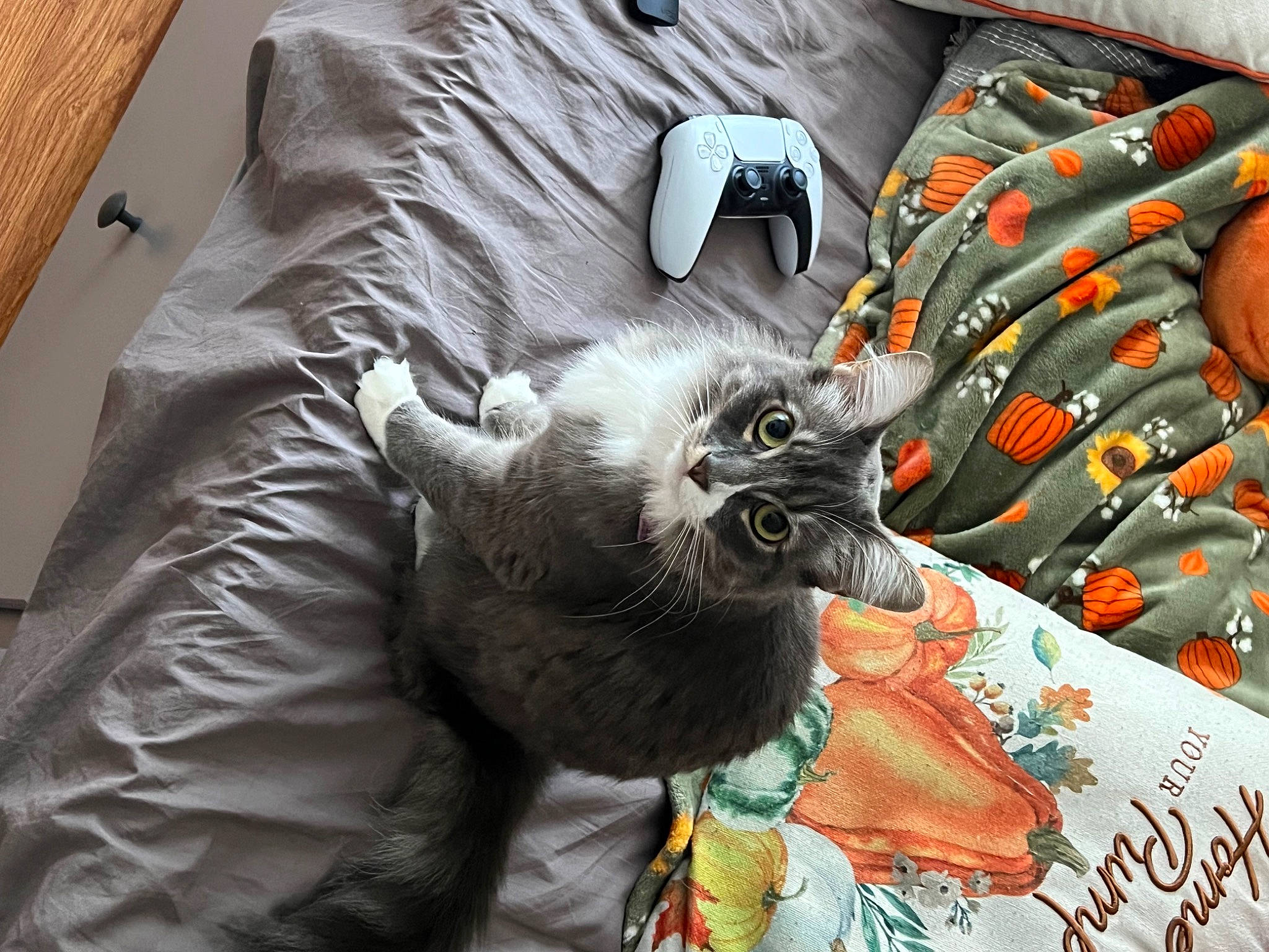 Jasmine is registered to the contest to win money with this photo: bag, bed, bed_sheet, bedding, bedroom, carnivore, cat, comfort, domestic_short_haired_cat, felidae, fur, grey, linens, pattern, room, sleeve, small_to_medium_sized_cats, tail, textile, whiskers