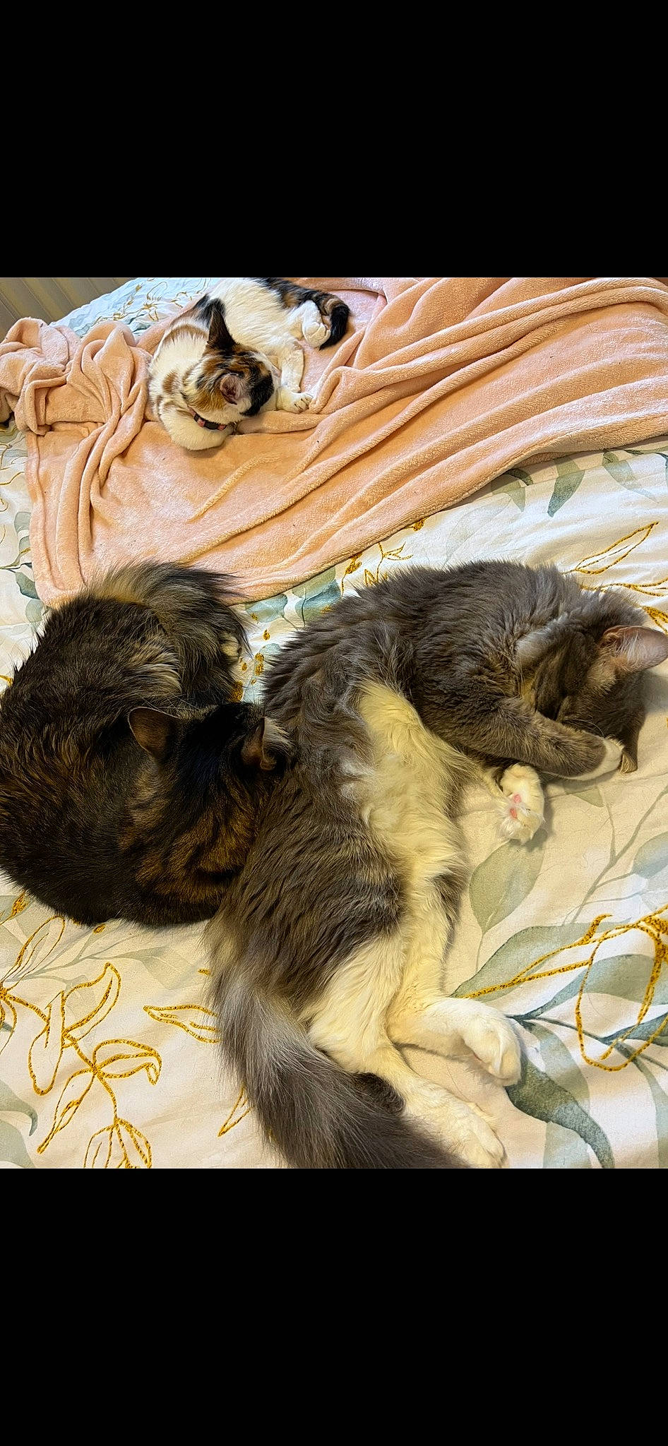 Jasmine joined the competition — help win amazing prizes! canidae, carnivore, cat, claw, comfort, companion_dog, dog_breed, domestic_short_haired_cat, fawn, felidae, fur, liver, nap, paw, small_to_medium_sized_cats, snout, sporting_group, tail, terrestrial_animal, whiskers