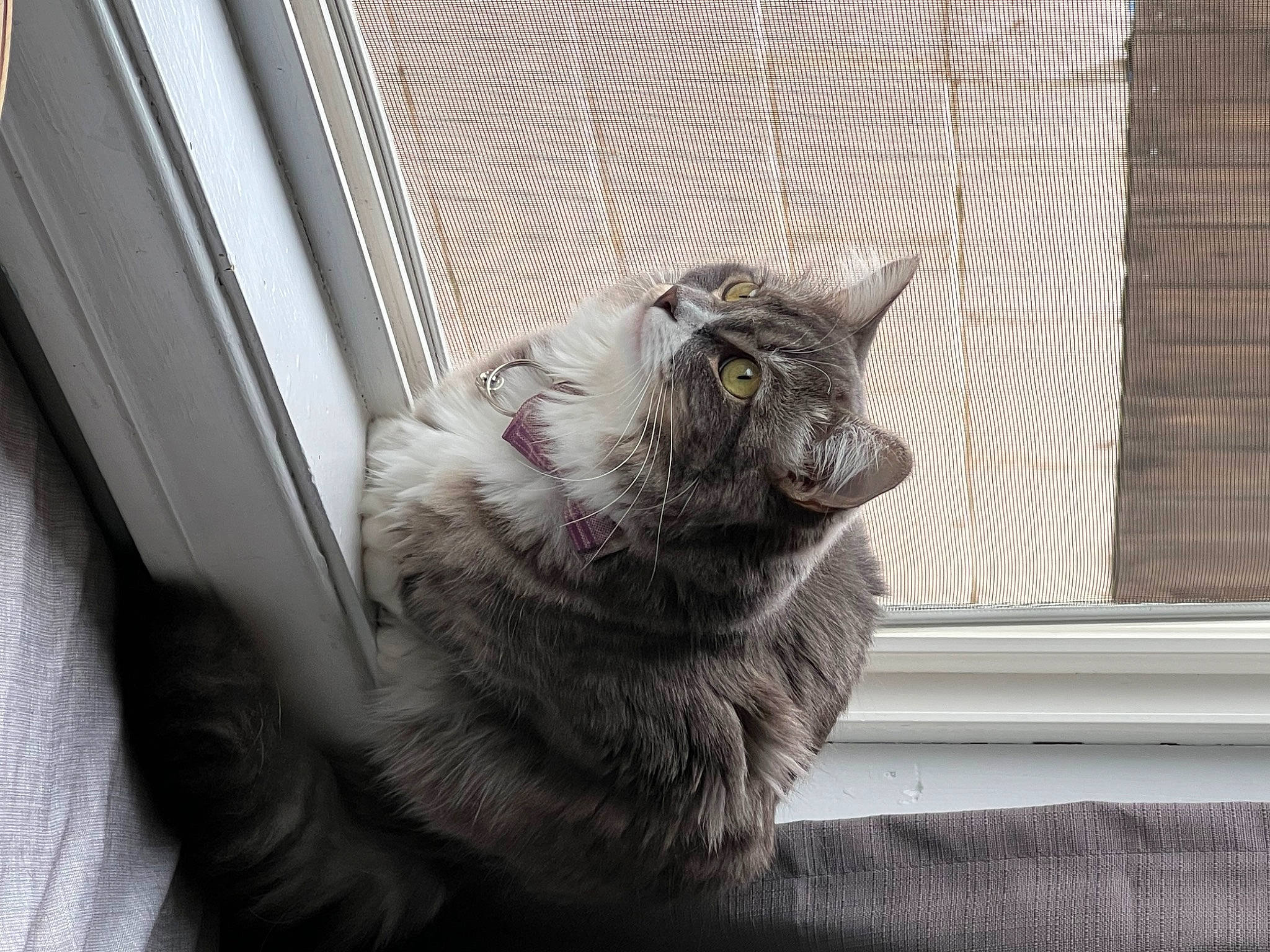 Jasmine joined the competition — help win amazing prizes! black_cat, carnivore, cat, claw, comfort, domestic_short_haired_cat, fang, felidae, fur, grey, monochrome, monochrome_photography, paw, small_to_medium_sized_cats, snout, tail, terrestrial_animal, whiskers, window, yawn