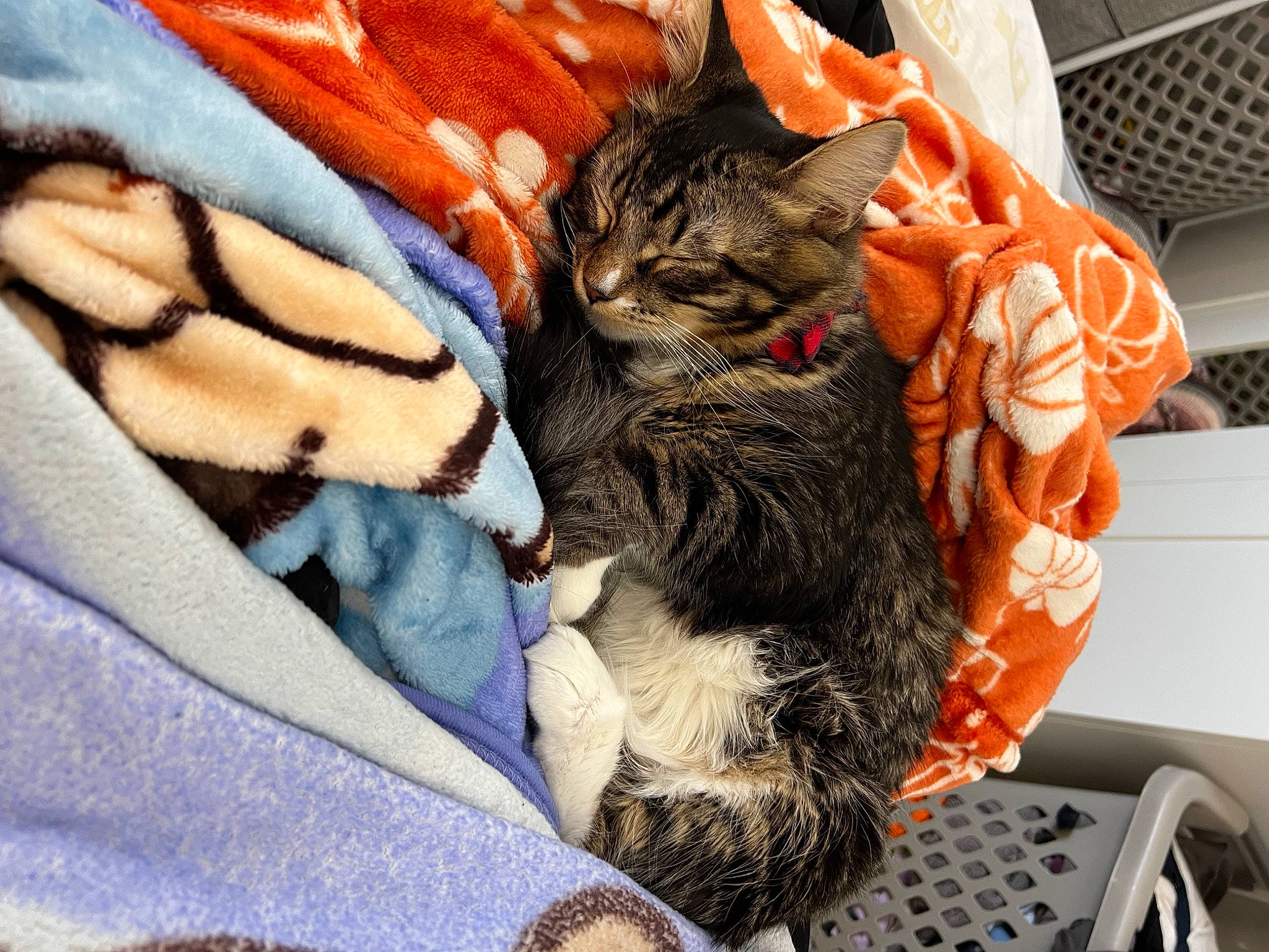 Marcus joined the competition — help win amazing prizes! bag, baggage, carnivore, cat, claw, comfort, domestic_short_haired_cat, felidae, fur, human_leg, linens, luggage_and_bags, nap, orange, sleep, small_to_medium_sized_cats, tail, tire, wheel, whiskers