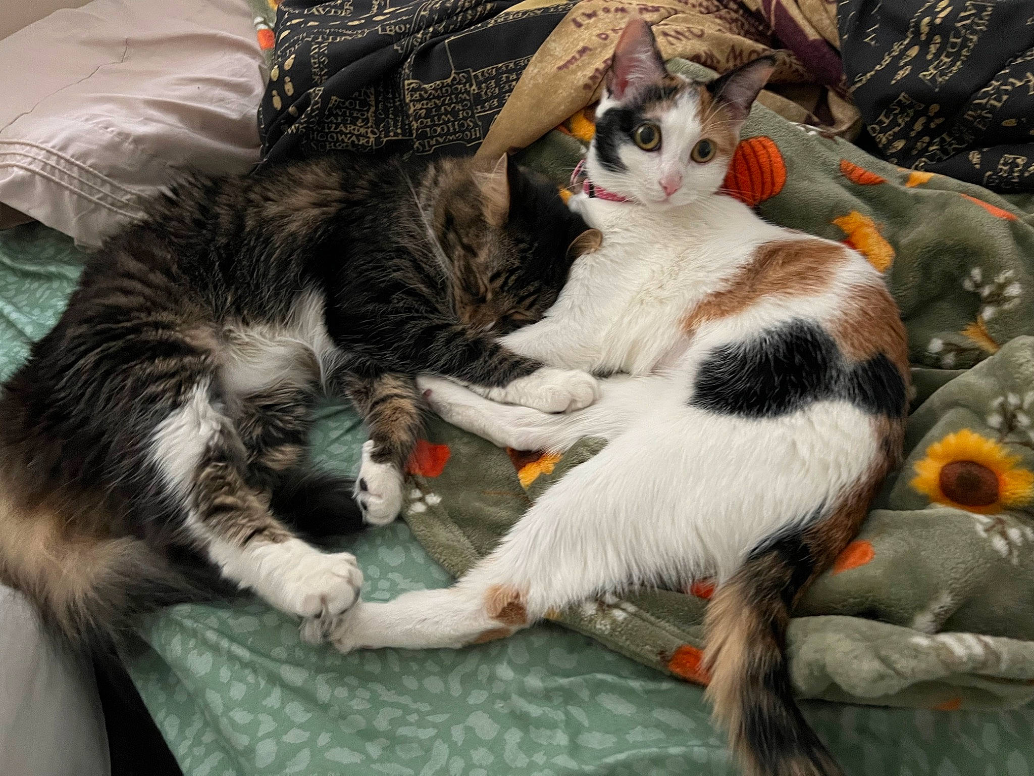 Marcus is registered to the contest to win money with this photo: carnivore, cat, claw, comfort, domestic_short_haired_cat, felidae, fur, lap, nap, paw, plant, sitting, small_to_medium_sized_cats, snout, tail, tree, whiskers