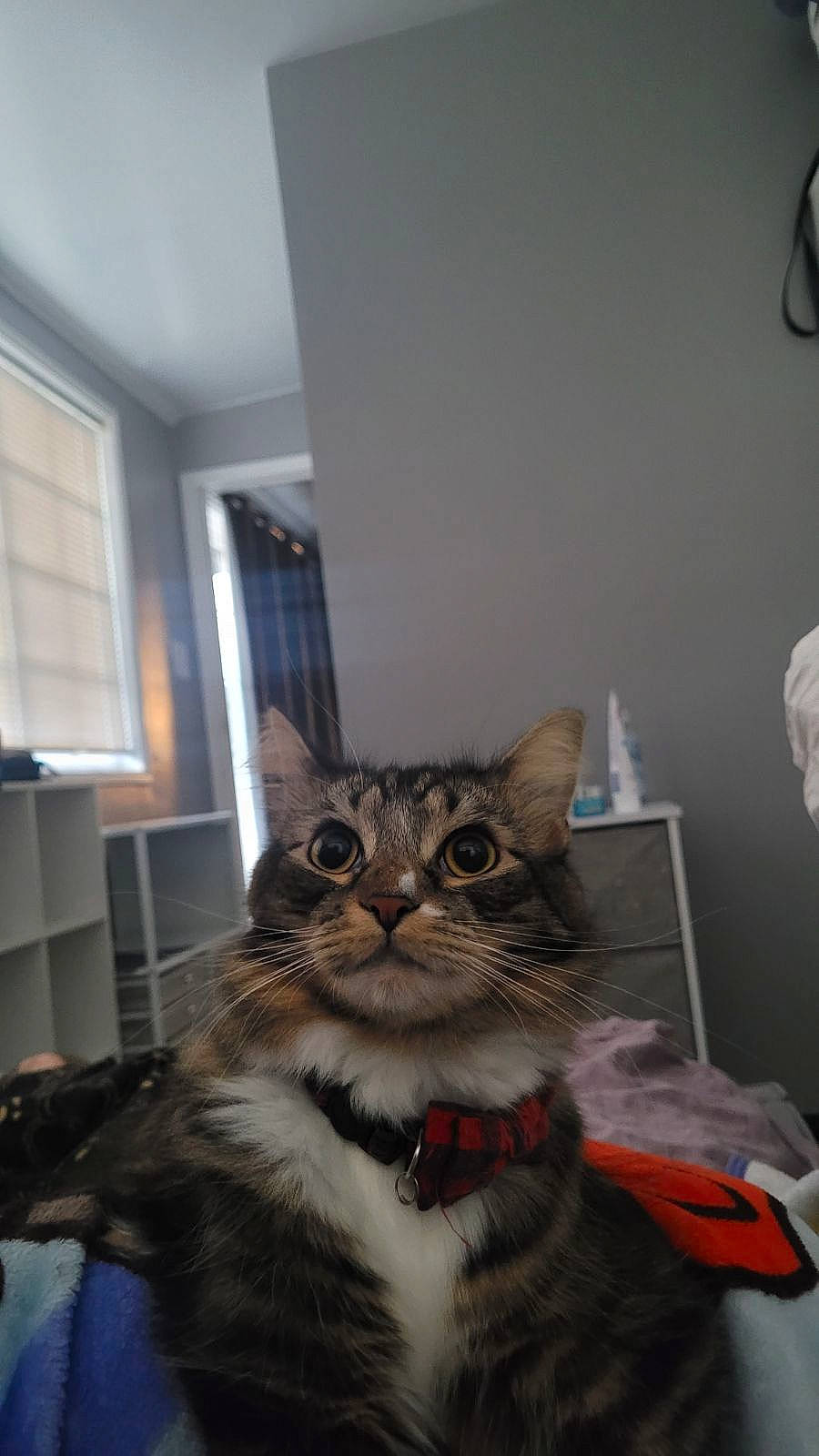 Marcus joined the competition — help win amazing prizes! box, cardboard, carnivore, cat, ceiling, domestic_short_haired_cat, door, fawn, felidae, flooring, fur, grey, hardwood, room, small_to_medium_sized_cats, snout, tail, whiskers, window, wood