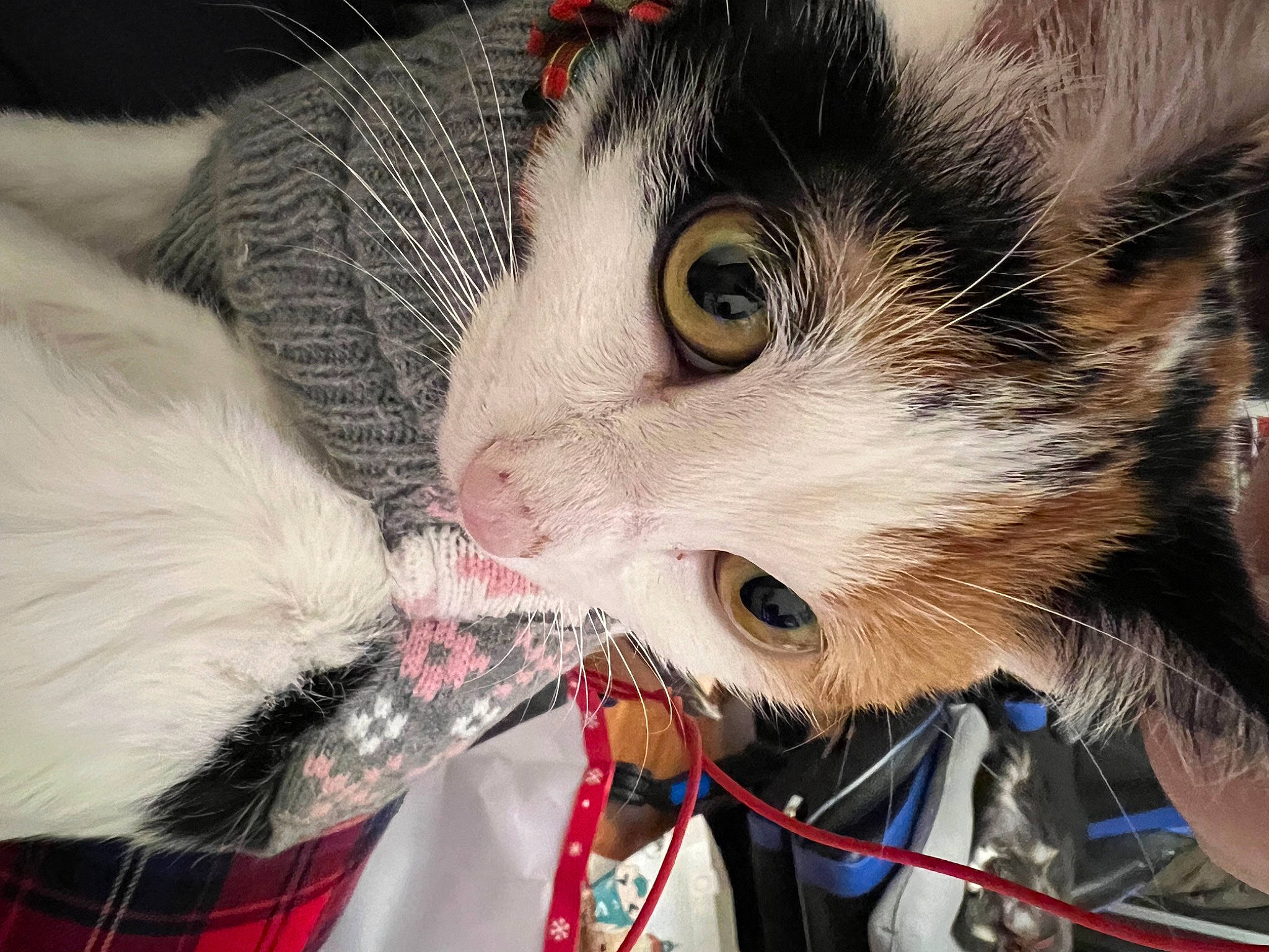 Ivy joined the competition — help win amazing prizes! carnivore, cat, claw, collar, dog_collar, domestic_short_haired_cat, event, fang, felidae, fur, holiday, pattern, paw, plaid, small_to_medium_sized_cats, snout, tartan, textile, whiskers, white