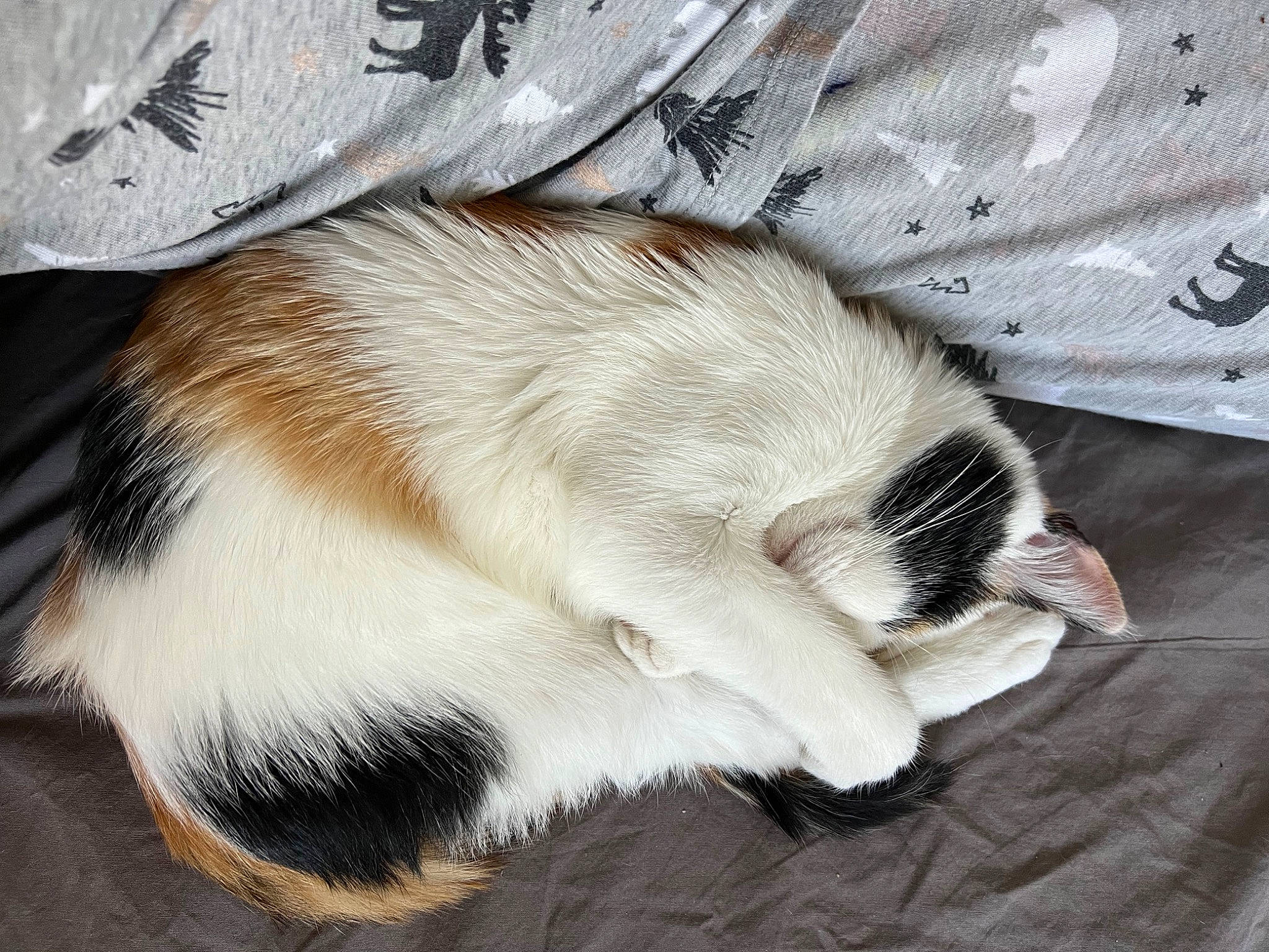 Ivy joined the competition — help win amazing prizes! canidae, carnivore, cat, claw, comfort, companion_dog, dog_breed, domestic_short_haired_cat, felidae, fur, linens, nap, paw, small_to_medium_sized_cats, snout, sporting_group, tail, terrestrial_animal, textile, whiskers