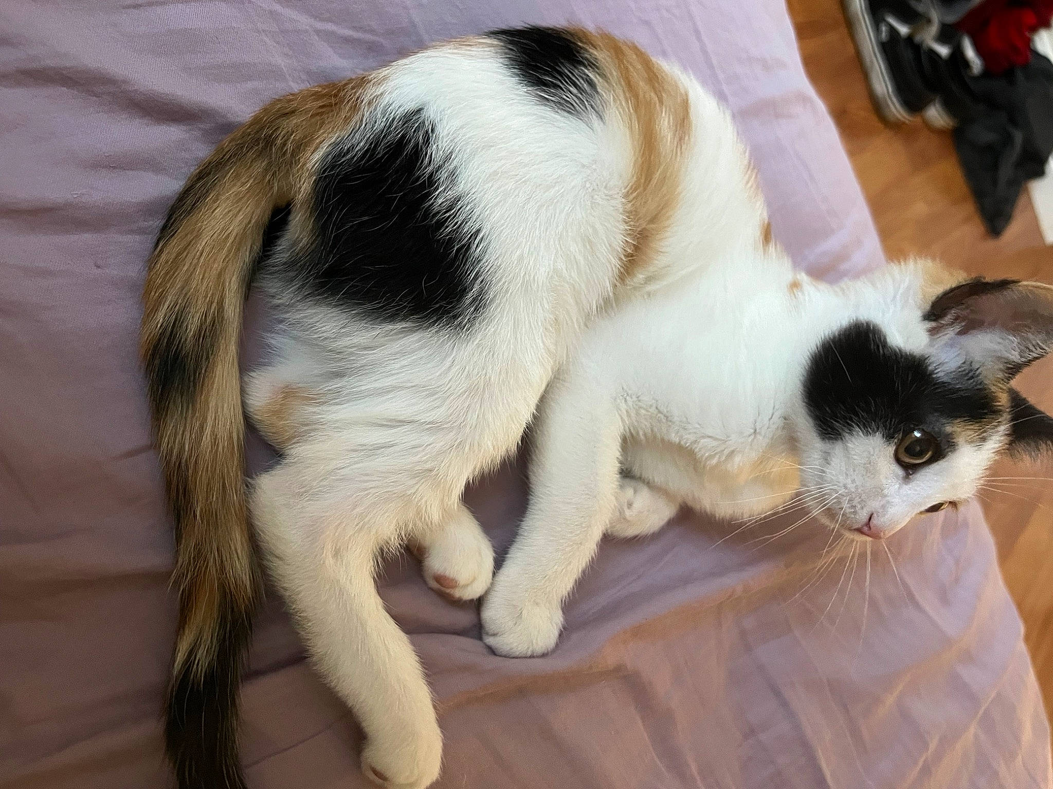 Ivy joined the competition — help win amazing prizes! canidae, carnivore, cat, claw, comfort, companion_dog, dog_breed, domestic_short_haired_cat, fawn, felidae, flooring, fur, hardwood, paw, small_to_medium_sized_cats, snout, tail, terrestrial_animal, whiskers, wood