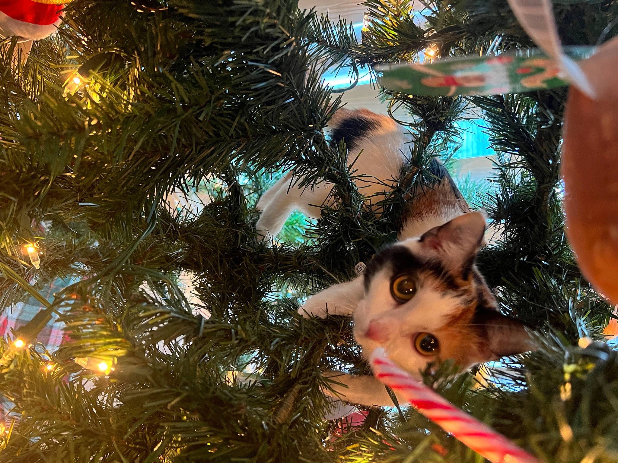 Ivy is registered to the contest to win money with this photo: branch, carnivore, cat, christmas_decoration, christmas_ornament, christmas_tree, event, evergreen, fawn, felidae, grass, holiday, holiday_ornament, larch, light, ornament, plant, tree, twig, whiskers