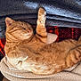 Tigrou a rejoint le concours — aidez-le/la à gagner de superbes lots ! cat, orange_tabby, sleeping, paw, blanket, cozy, fur, pet, resting, indoor, cute, relaxed, animal, whiskers, soft, comfort, feline, nap, warm, peaceful