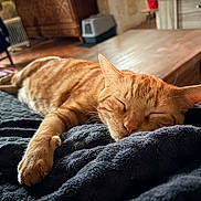 Tigrou a rejoint le concours — aidez-le/la à gagner de superbes lots ! cat, orange_tabby, sleeping, blanket, indoor, cozy, furniture, wooden_table, relaxation, pet, animal, paw, fur, close_up, home, resting, domestic_cat, soft_texture, comfort, quiet