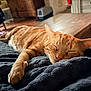 cat, orange_tabby, sleeping, blanket, indoor, cozy, furniture, wooden_table, relaxation, pet, animal, paw, fur, close_up, home, resting, domestic_cat, soft_texture, comfort, quiet