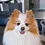 dog, pomeranian, fluffy, indoor, pet, tongue_out, happy, small_dog, fur, cute, animal, domestic, companion, face, canine, smiling, standing, floor, living_room, decor