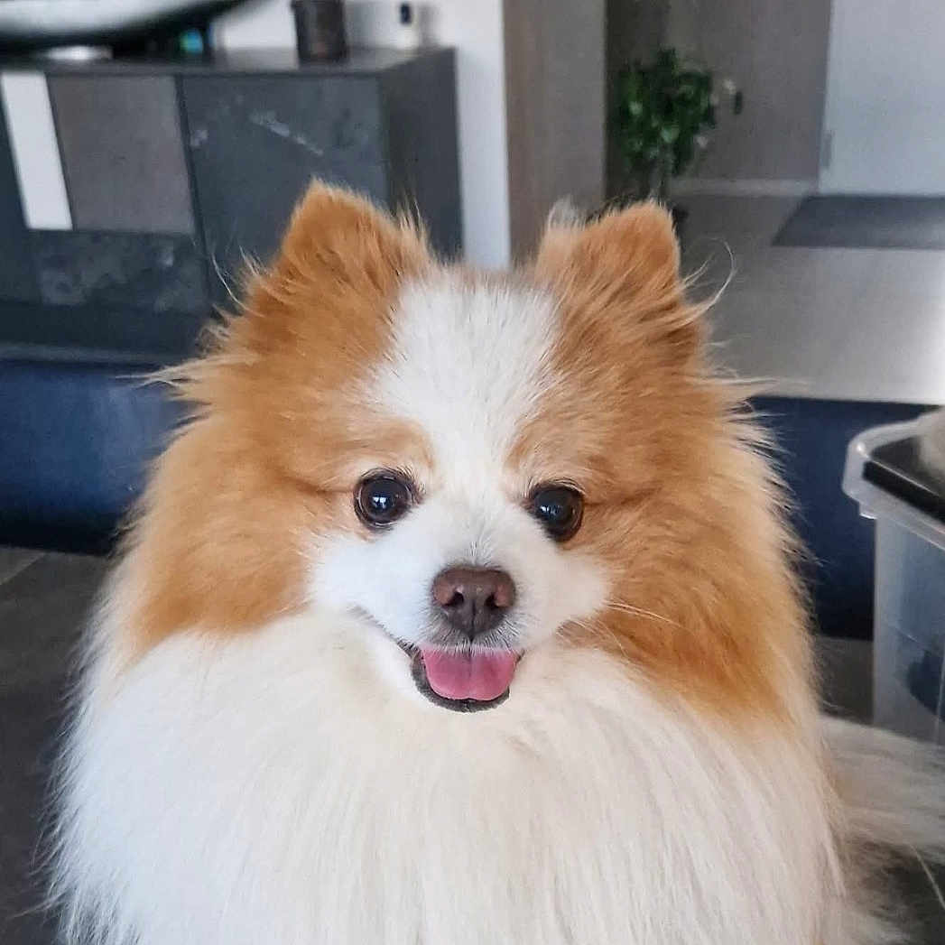Nougat a rejoint le concours — aidez-le/la à gagner de superbes lots ! animal, canine, companion, cute, decor, dog, domestic, face, floor, fluffy, fur, happy, indoor, living_room, pet, pomeranian, small_dog, smiling, standing, tongue_out