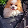 Nougat a rejoint le concours — aidez-le/la à gagner de superbes lots ! animal, black, canine, cute, dog, face, fluffy, fur, greenery, happy, leaves, outdoor, pet, pet_carrier, pomeranian, portrait, small_dog, smiling, stroller, sunlight
