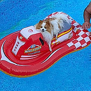 Nougat participe au concours pour gagner de l'argent avec cette photo : animal, arm, blue, canine, dog, floating, fun, inflatable_raft, leisure, outdoor, paw, person, pet, red, relaxation, summer, swimming_pool, toy, vacation, water