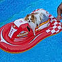 animal, arm, blue, canine, dog, floating, fun, inflatable_raft, leisure, outdoor, paw, person, pet, red, relaxation, summer, swimming_pool, toy, vacation, water