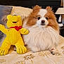 animal, bed, bedspread, brown, comfort, cozy, dog, fluffy, fur, indoor, lamp, pet, pillow, pomeranian, relaxing, room, stuffed_toy, toy, white, yellow_bear