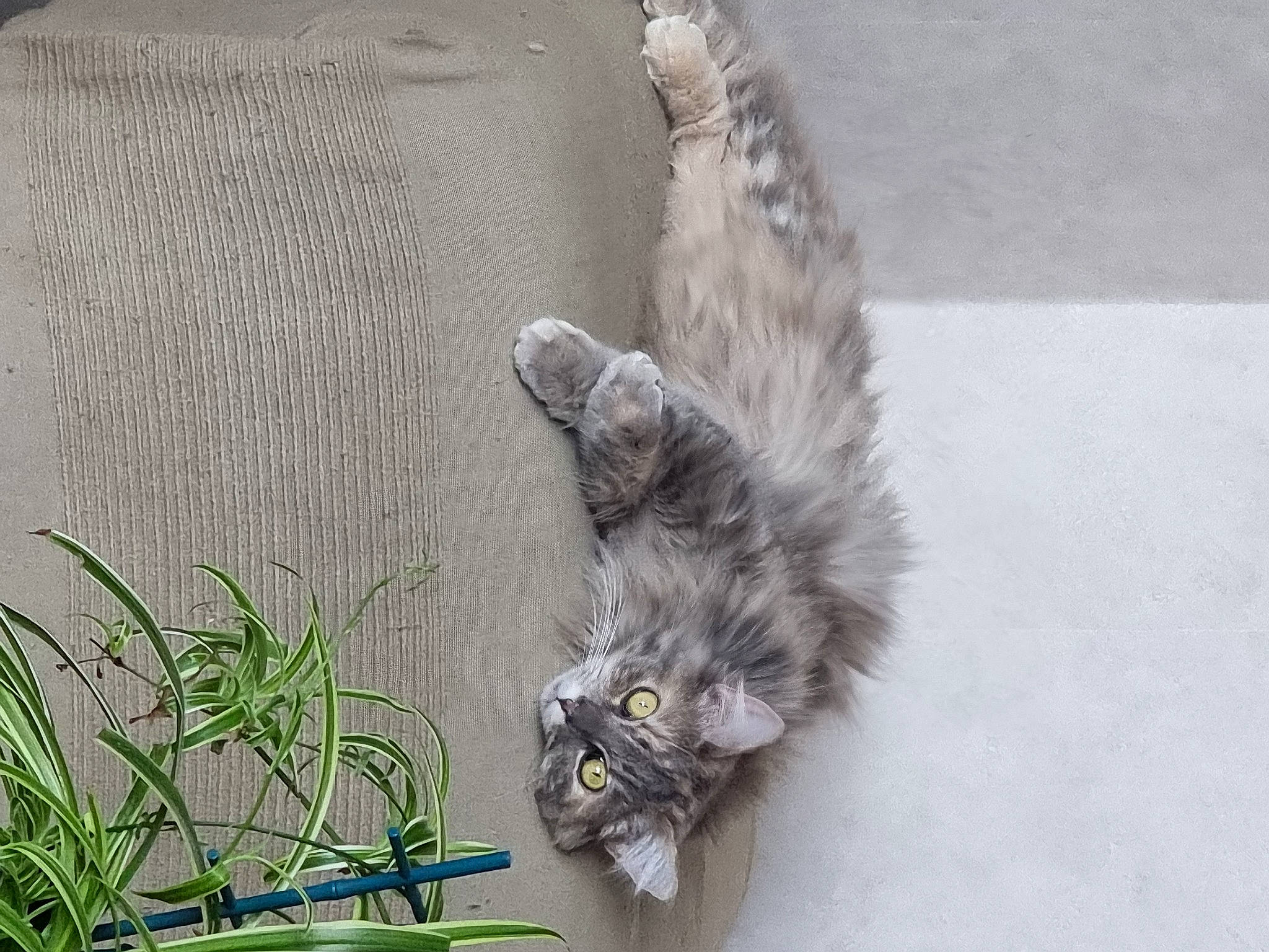 Minette participe au concours pour gagner de l'argent avec cette photo : beak, bird, cat, feather, felidae, fur, grass, grey, maine_coon, plant, small_to_medium_sized_cats, tail, terrestrial_animal, whiskers, wing