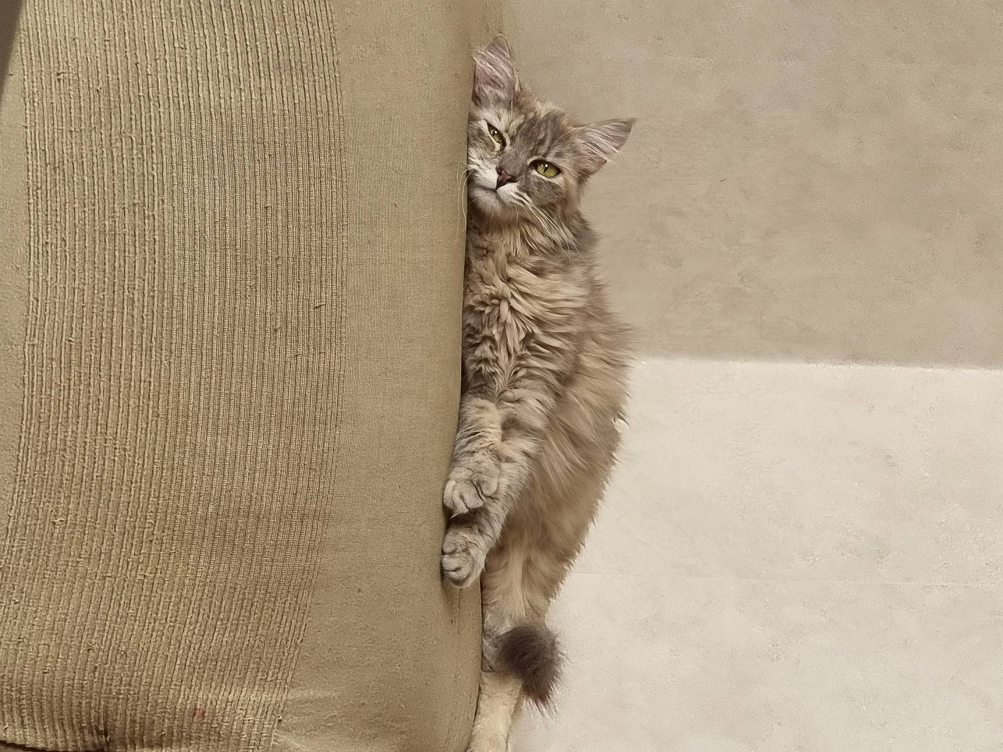 Minette a rejoint le concours — aidez-le/la à gagner de superbes lots ! carnivore, cat, claw, domestic_short_haired_cat, fawn, felidae, flooring, fur, grey, paw, sitting, small_to_medium_sized_cats, snout, tail, terrestrial_animal, trunk, whiskers, wildlife, window, wood