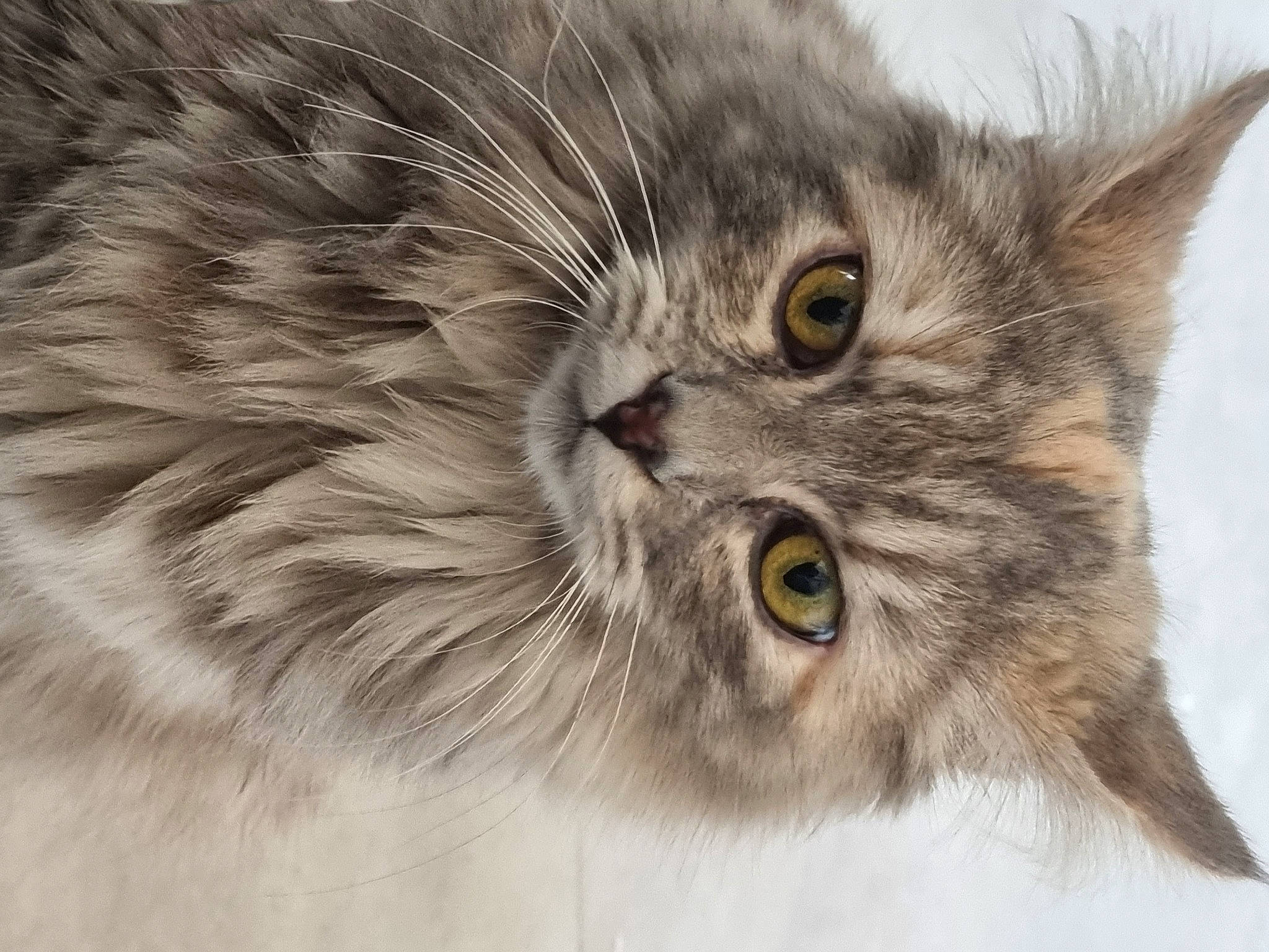 Minette participe au concours pour gagner de l'argent avec cette photo : carnivore, cat, close_up, eye, felidae, fur, grey, small_to_medium_sized_cats, snout, terrestrial_animal, whiskers, wildlife