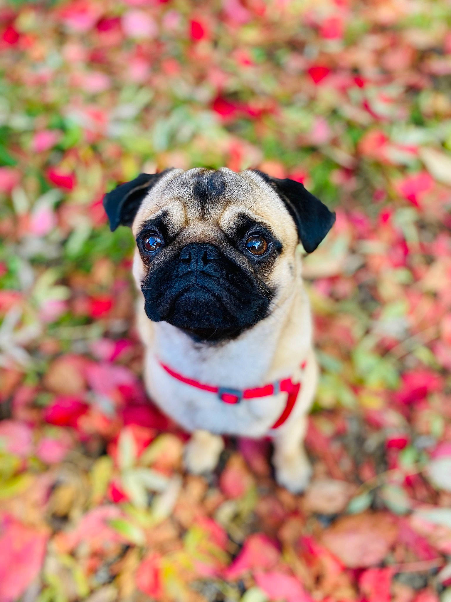 Maurice participe au concours pour gagner de l'argent avec cette photo : ancient_dog_breeds, carnivore, collar, companion_dog, dog, dog_breed, dog_collar, fawn, garden, grass, groundcover, non_sporting_group, plant, pug, toy_dog, tree, whiskers, working_animal, working_dog, wrinkle