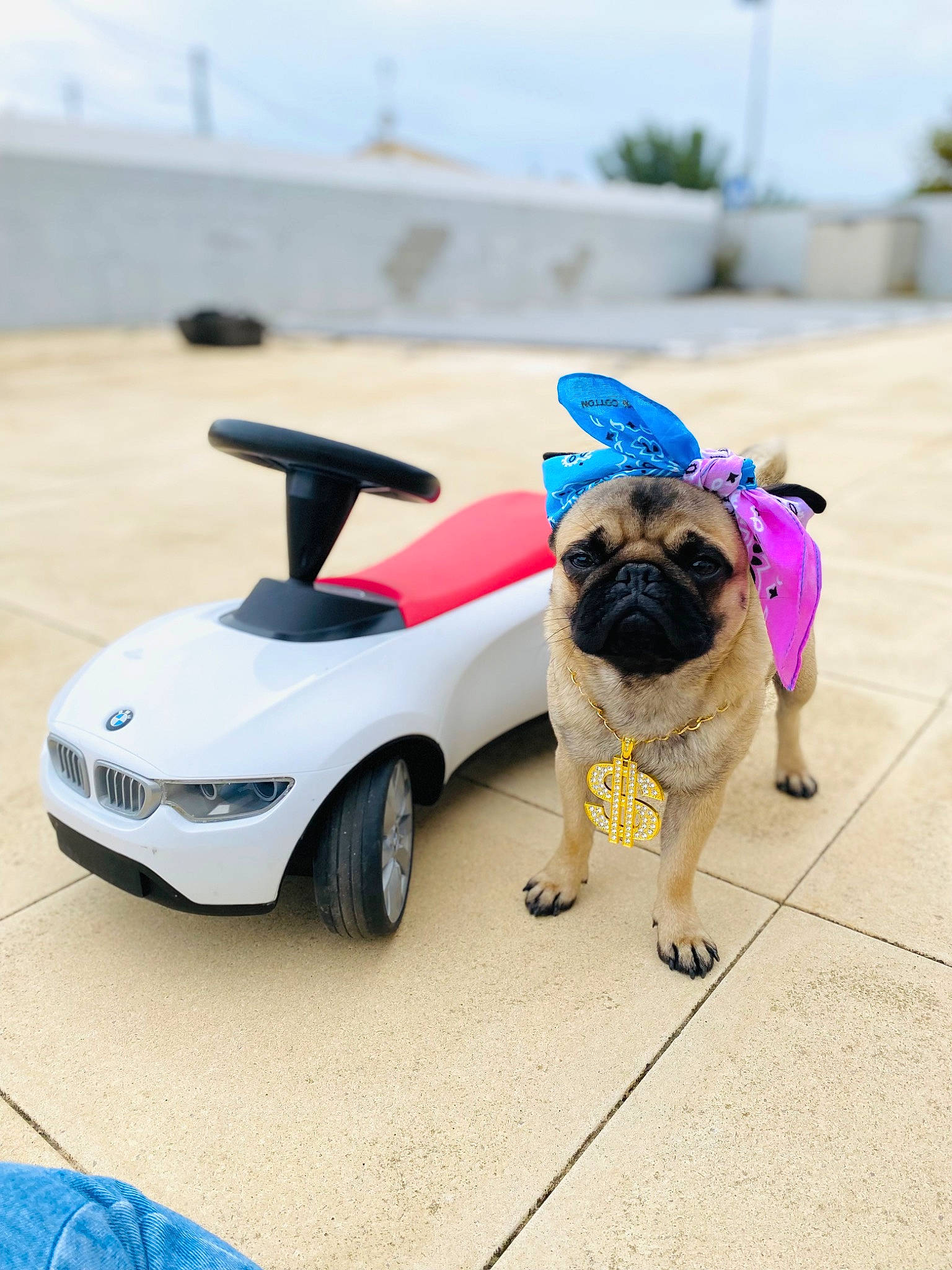Maurice a rejoint le concours — aidez-le/la à gagner de superbes lots ! automotive_exterior, automotive_lighting, automotive_tire, bumper, carnivore, collar, companion_dog, dog, dog_breed, eyewear, fawn, fender, hood, motor_vehicle, pug, sky, tire, vehicle, vehicle_door, wheel