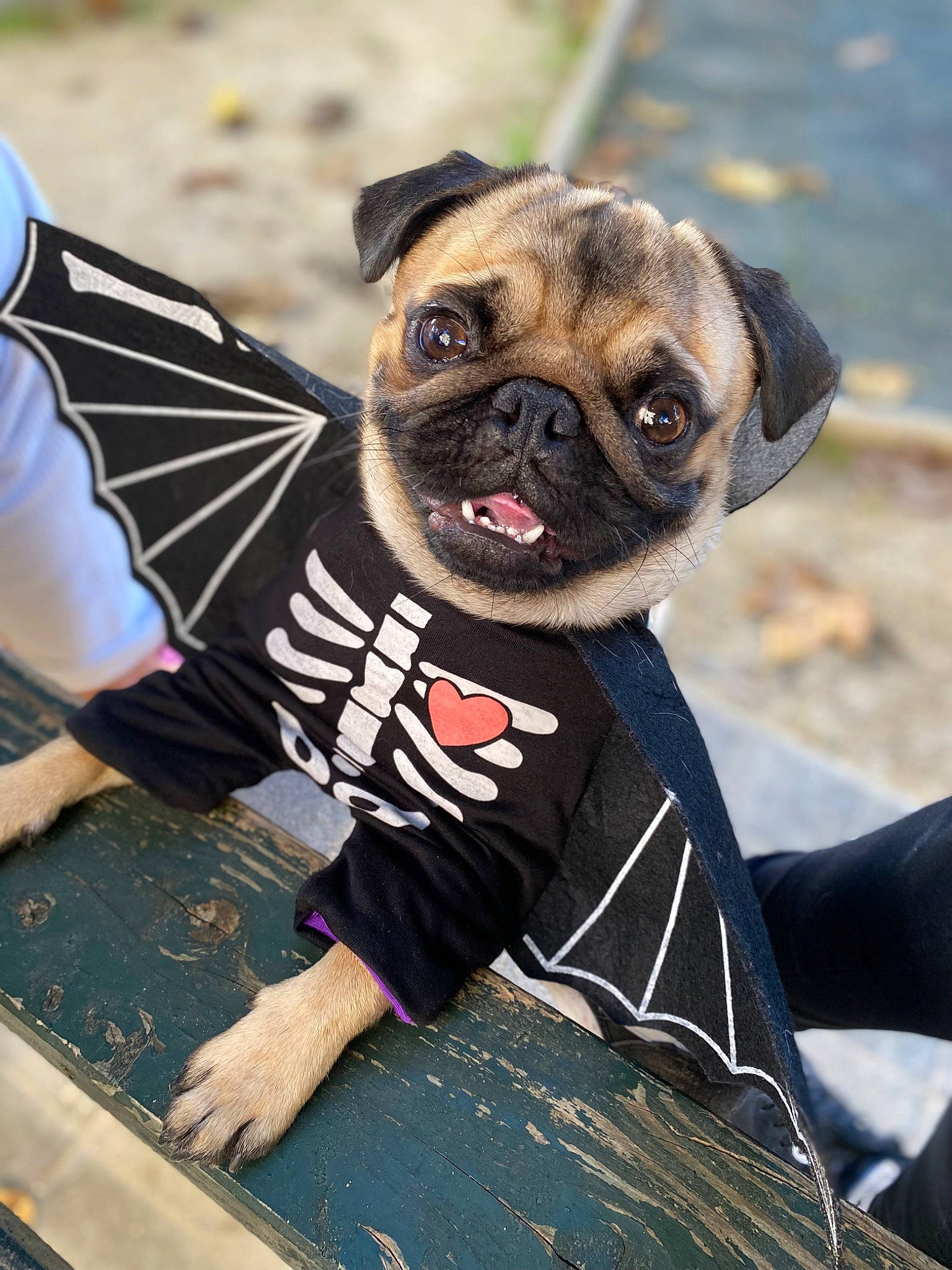 Maurice a rejoint le concours — aidez-le/la à gagner de superbes lots ! canidae, carnivore, collar, companion_dog, dog, dog_breed, dog_clothes, dog_collar, dog_supply, eyewear, fawn, fur, leash, pug, snout, sporting_group, sunglasses, toy_dog, working_animal, wrinkle