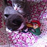 Chaussette participe au concours pour gagner de l'argent avec cette photo :
