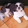 dog, pet, black_and_white, shih_tzu, fur, animal, cute, floor, tile, indoor, laying_down, looking_up, mammal, companion, domestic, small_dog, portrait, quiet, calm, resting