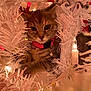 Mila is registered to the contest to win money with this photo: bell, cat, christmas_tree, close_up, collar, cozy, curious, decoration, face, festive, fur, holiday, indoor, kitten, lights, ornament, pet, pink_collar, whiskers, white_tree
