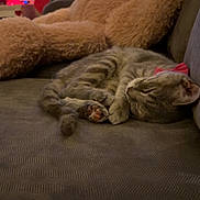 Mila is registered to the contest to win money with this photo: bow, cat, companion, couch, cozy, furniture, indoor, living_room, napping, paw, pet, plant, plush_toy, relaxed, sleeping_cat, soft_texture, teddy_bear, tv_screen, warm_lighting, whiskers