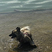 Nala participe au concours pour gagner de l'argent avec cette photo : dog, water, lake, shallow_water, rocks, outdoor, animal, pet, wet, fur, daylight, nature, happy, canine, playful, tongue_out, shore, summer, sunlight, muzzle