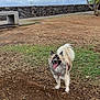 dog, outdoor, grass, dirt, tree, bench, stone_wall, cloudy_sky, happy_dog, tongue_out, fluffy_dog, pet, nature, leash, park, smiling, canine, walking, daytime, animal