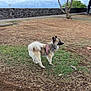dog, outdoor, grass, dirt, tree, sky, cloudy, stone_wall, pet, animal, nature, canine, standing, harness, alert, park, daytime, fur, landscape, walk