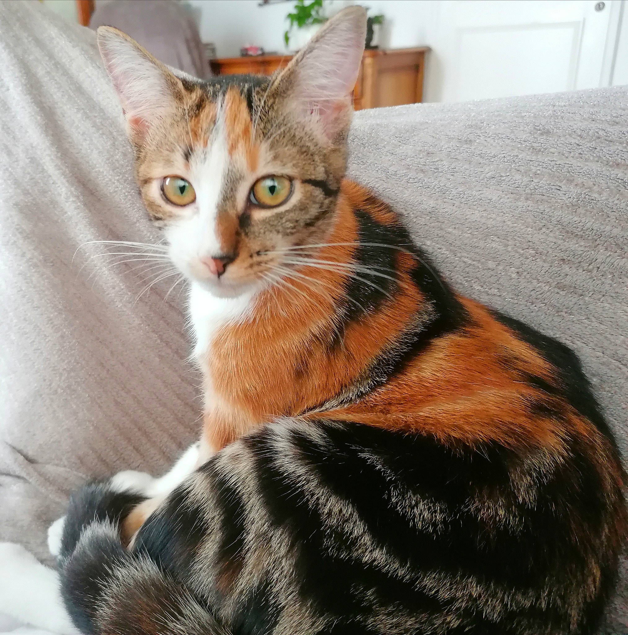 Pia a rejoint le concours — aidez-le/la à gagner de superbes lots ! carnivore, cat, comfort, domestic_short_haired_cat, felidae, fur, iris, linens, orange, organism, small_to_medium_sized_cats, snout, tail, terrestrial_animal, toe, vertebrate, whiskers