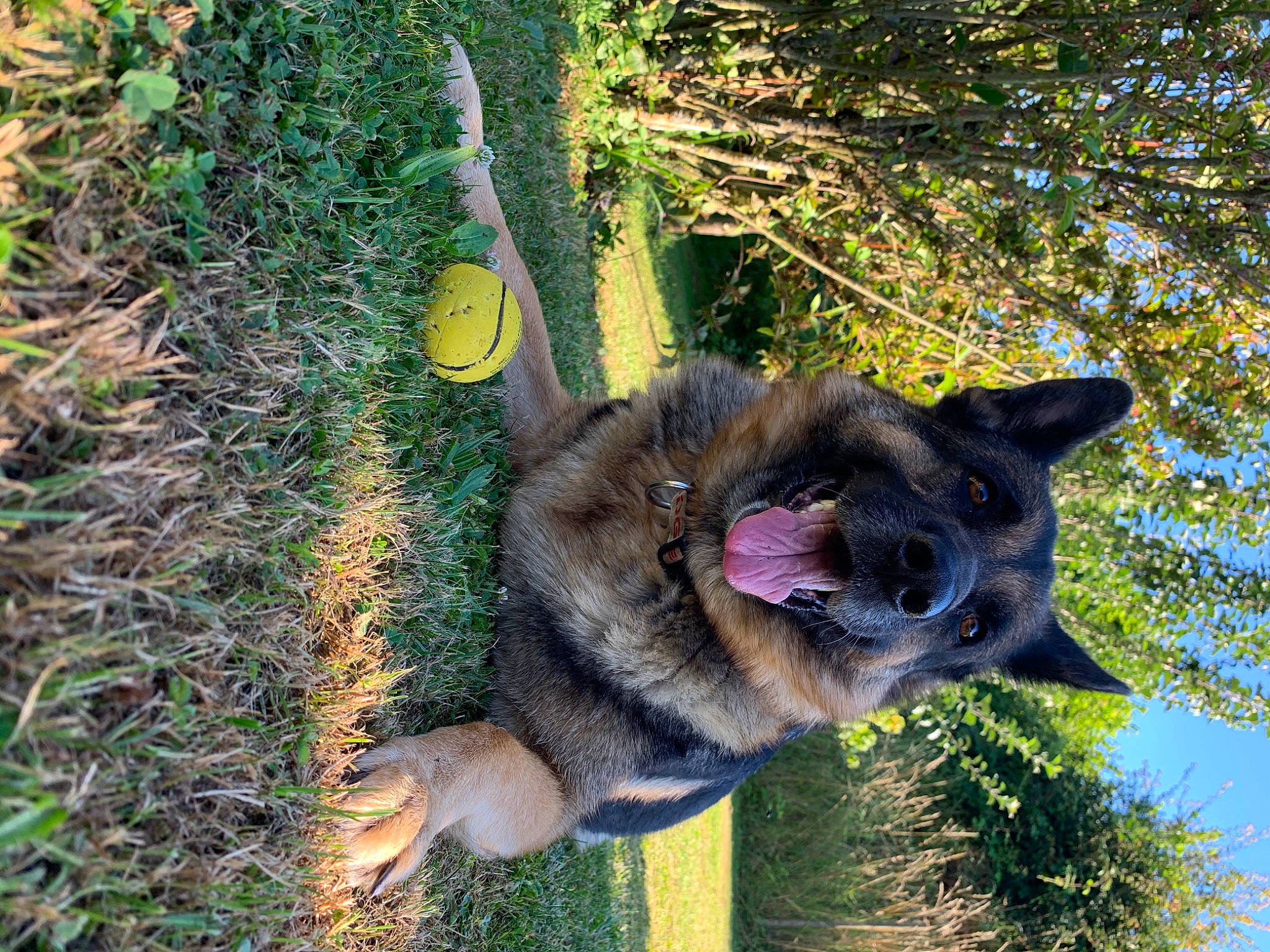 Iska participe au concours pour gagner de l'argent avec cette photo : canidae, canis, carnivore, collar, companion_dog, dog, dog_breed, eye, fawn, fur, grass, plant, snout, sporting_group, tail, terrestrial_animal, tree, trunk, wildlife, working_animal