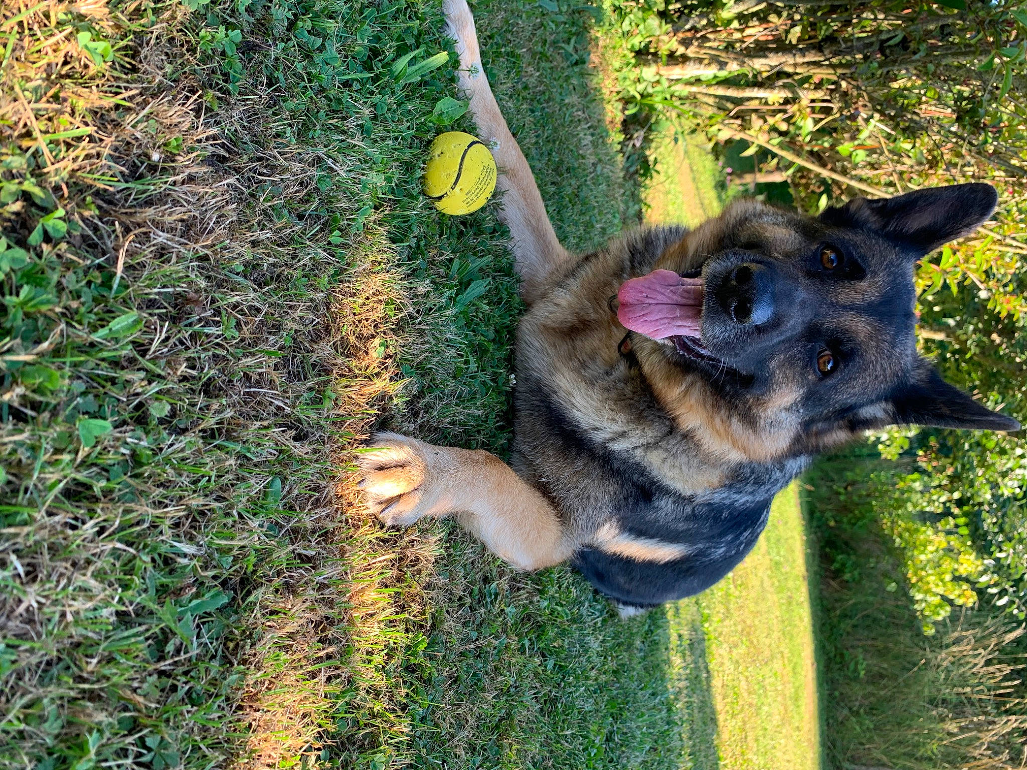 Iska participe au concours pour gagner de l'argent avec cette photo : canidae, carnivore, companion_dog, dog, dog_breed, fawn, german_shepherd_dog, grass, groundcover, herding_dog, old_german_shepherd_dog, plant, soil, sporting_group, tail, terrestrial_animal, tree, trunk, working_animal, working_dog