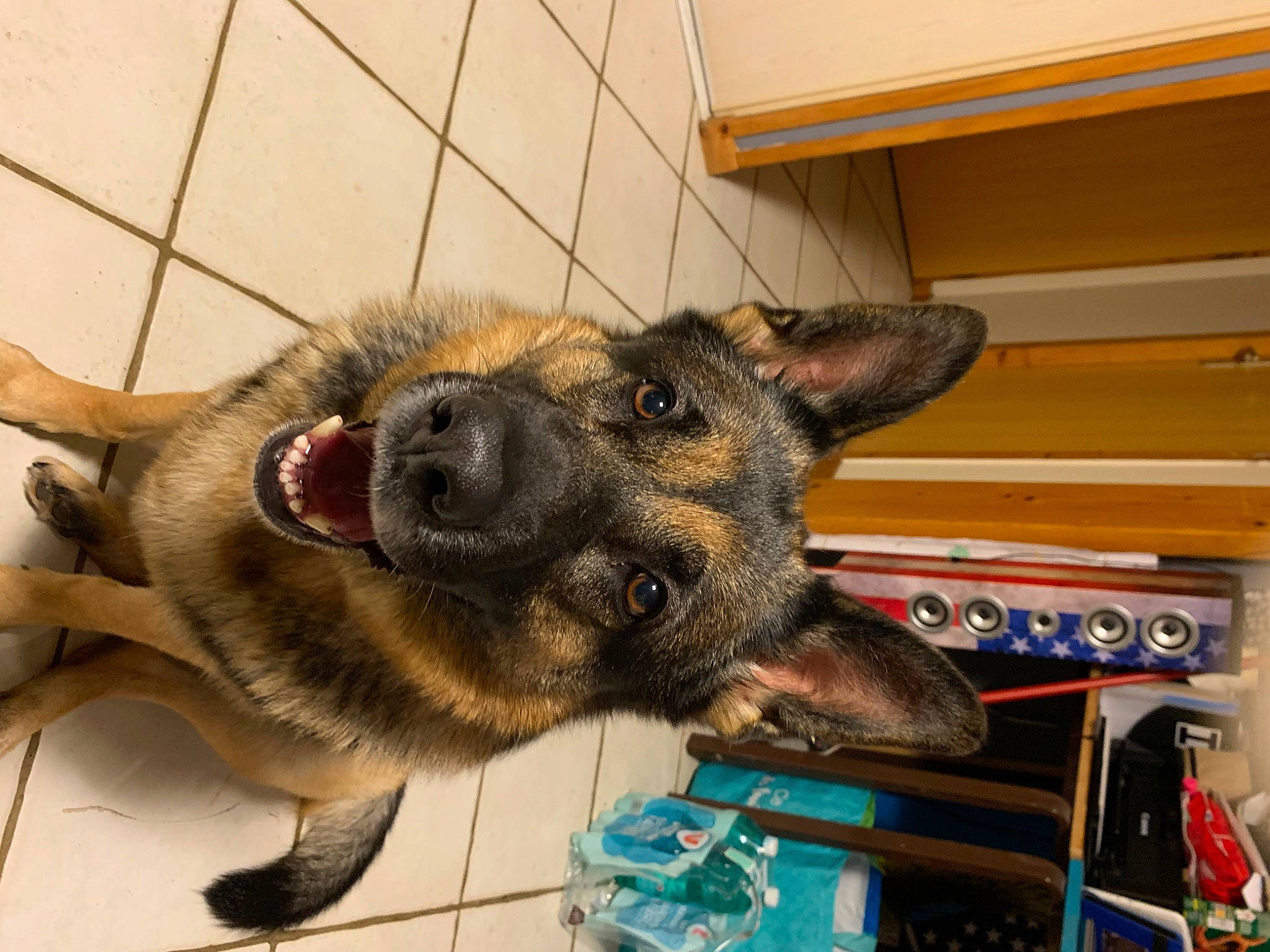 Iska a rejoint le concours — aidez-le/la à gagner de superbes lots ! canidae, carnivore, collar, companion_dog, dog, dog_breed, ear, fawn, flooring, fur, german_shepherd_dog, king_shepherd, old_german_shepherd_dog, paw, snout, sporting_group, terrestrial_animal, whiskers, working_animal, working_dog