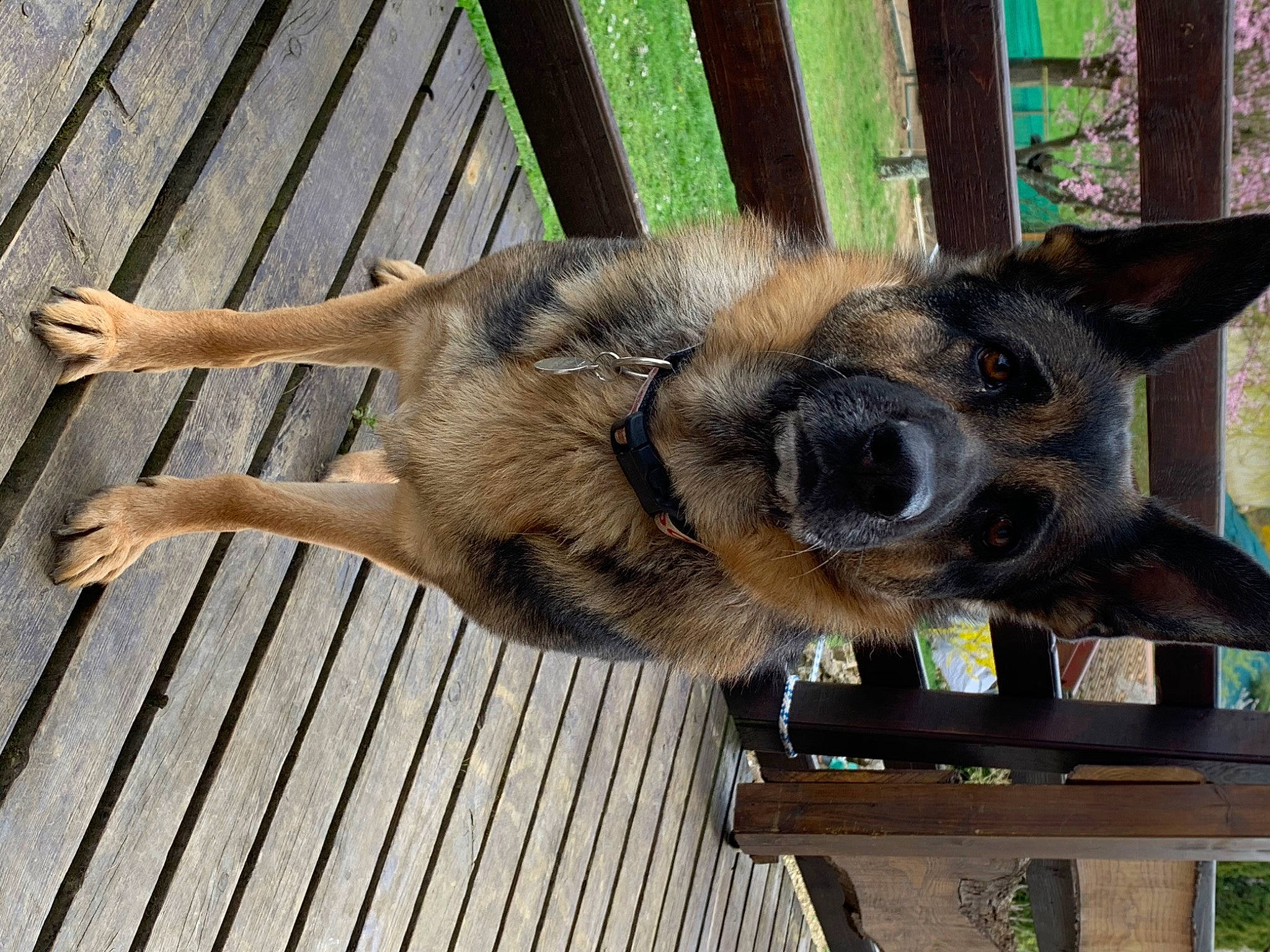 Iska participe au concours pour gagner de l'argent avec cette photo : canidae, carnivore, dog, dog_breed, fawn, fence, fur, german_shepherd_dog, hardwood, old_german_shepherd_dog, outdoor_bench, pet_supply, plank, plant, snout, sporting_group, terrestrial_animal, wood, working_animal, working_dog