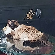 Liv More joined the competition — help win amazing prizes! angora, animal, canine, cat, diningtable, dog, furniture, hottub, indoors, invertebrate, kitten, manx, pet, plant, pottedplant, raccoon, siamese, spider, table, tub