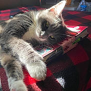 Wisteria is registered to the contest to win money with this photo: cat, feline, resting, sunlight, notebook, pen, blanket, red, black, cozy, whiskers, paw, indoor, relaxed, fur, closeup, pet, sleepy, home, soft
