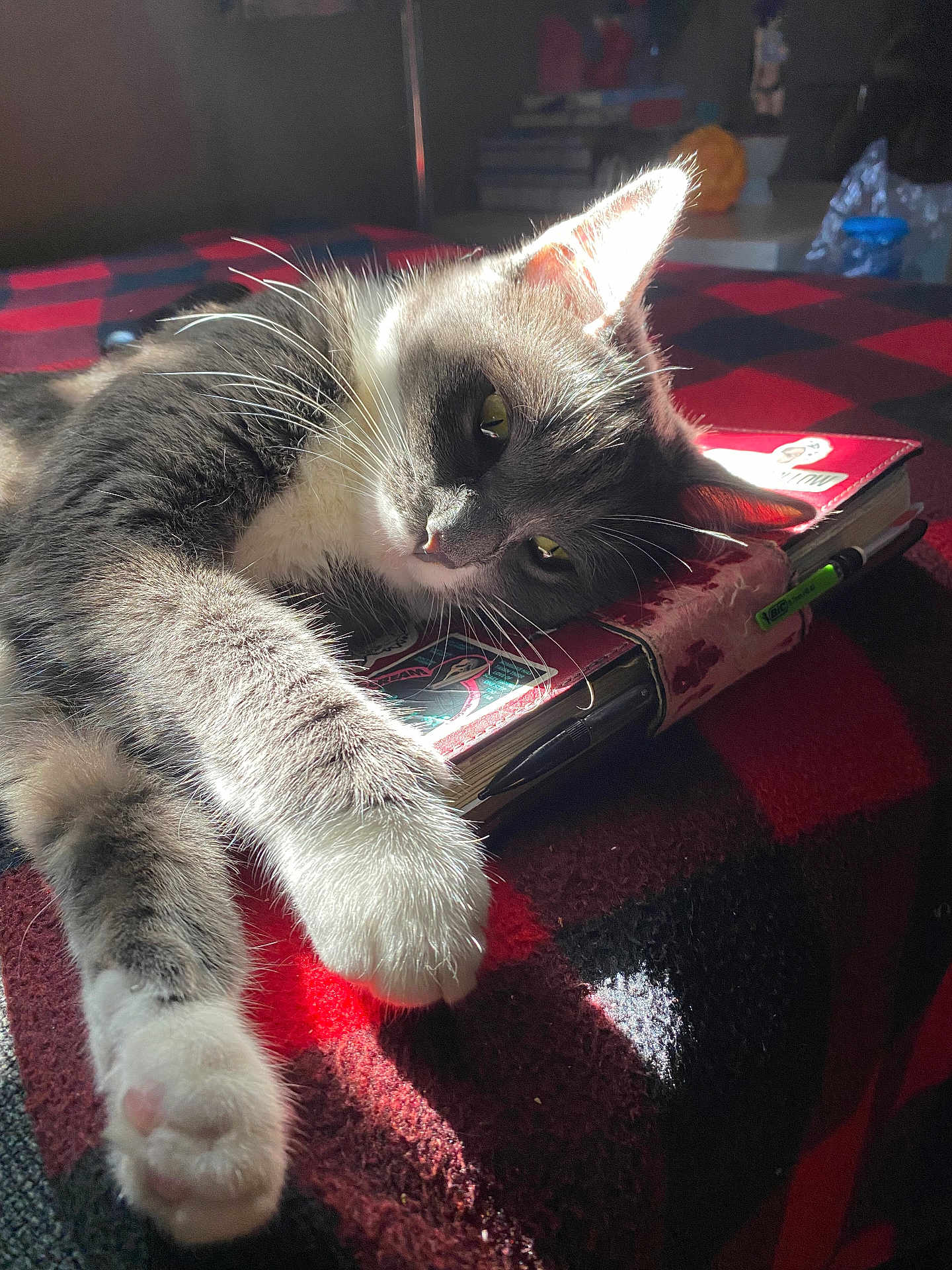 Wisteria is registered to the contest to win money with this photo: cat, feline, resting, sunlight, notebook, pen, blanket, red, black, cozy, whiskers, paw, indoor, relaxed, fur, closeup, pet, sleepy, home, soft