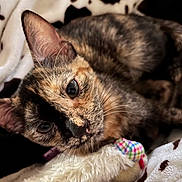 Rosie is registered to the contest to win money with this photo: cat, tortoiseshell_cat, pet, animal, feline, close_up, cozy, blanket, soft, toy, whiskers, fur, cute, indoor, resting, relaxed, ears, eyes, portrait, laying