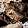 cat, tortoiseshell_cat, pet, animal, feline, close_up, cozy, blanket, soft, toy, whiskers, fur, cute, indoor, resting, relaxed, ears, eyes, portrait, laying