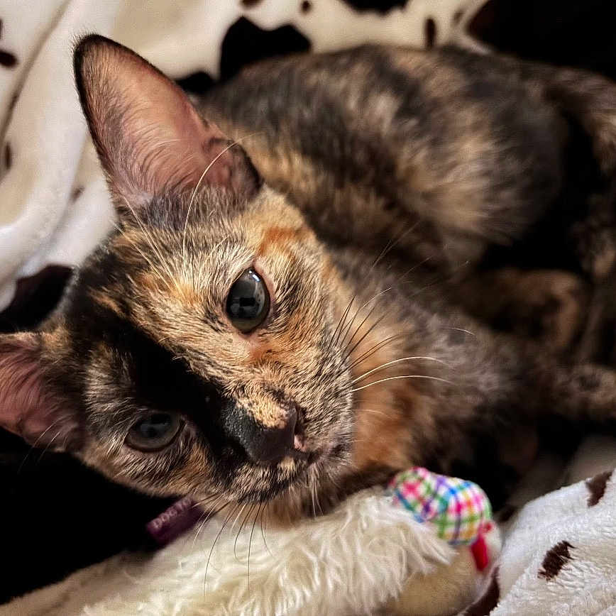 Rosie is registered to the contest to win money with this photo: cat, tortoiseshell_cat, pet, animal, feline, close_up, cozy, blanket, soft, toy, whiskers, fur, cute, indoor, resting, relaxed, ears, eyes, portrait, laying