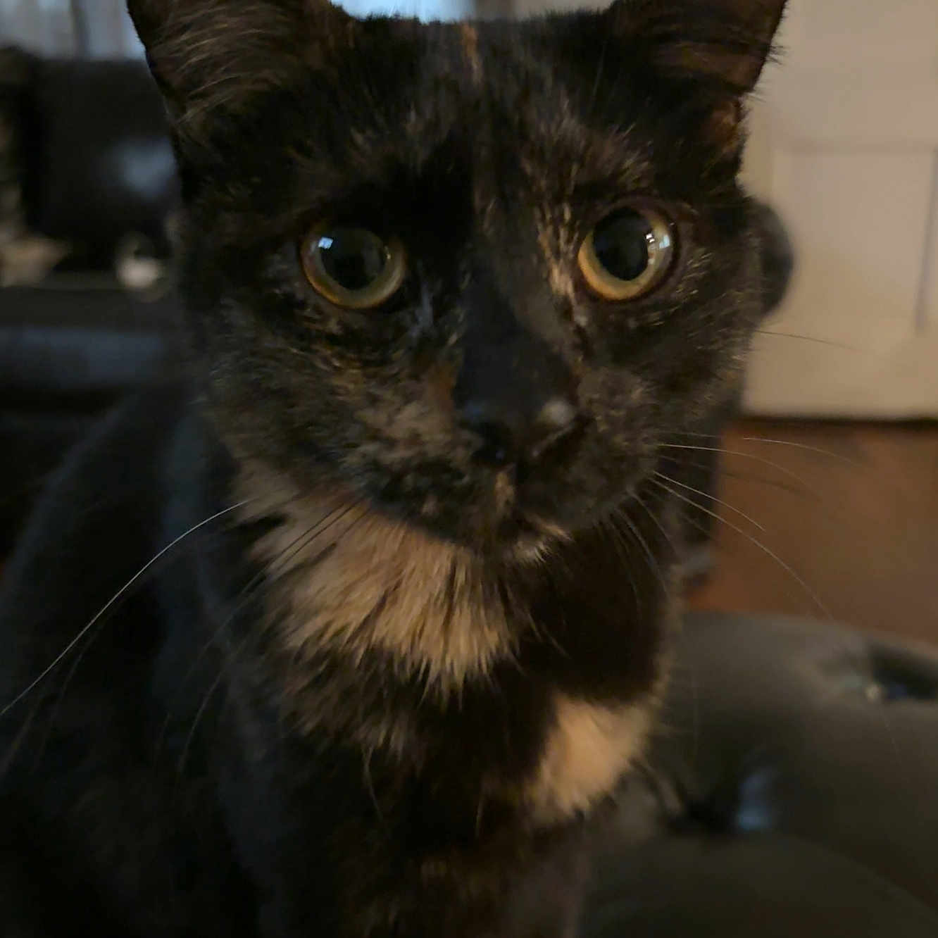 Nova