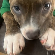 Athena is registered to the contest to win money with this photo: animal, blurred_background, brown, canine, close_up, curious, cute, dog, domestic_animal, floor, fur, indoor, paw, pet, puppy, quadruped, snout, tile_floor, white_paws, young_dog