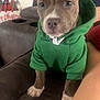 Athena joined the competition — help win amazing prizes! brown_puppy, christmas_theme, close_up, couch, cozy, curious, cute, dog, domestic_animal, furniture, green_hoodie, holiday_pillow, indoor, living_room, pet, pet_clothing, puppy, sitting, white_paws, young_dog