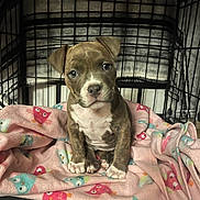 Athena joined the competition — help win amazing prizes! puppy, dog, crate, blanket, owl_pattern, cute, pet, animal, brown, white, fur, sitting, indoors, cage, looking, young, small, face, ears, paws