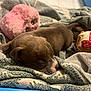 puppy, sleeping, blanket, toy, plush, pink, brown, blue_container, cozy, cute, animal, pet, indoors, soft, resting, small, closeup, fur, nose, ears